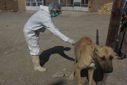 واکسیناسیون رایگان 400 قلاده سگ صاحبدار علیه بیماری هاری در شهرستان زاوه